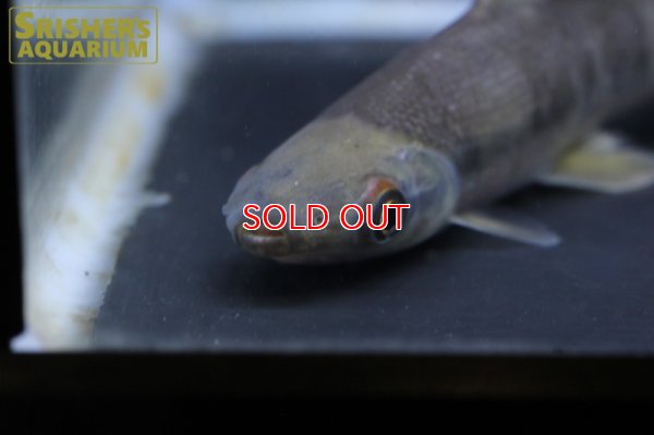 画像5: リシオダス　アルゲンティオフスカス