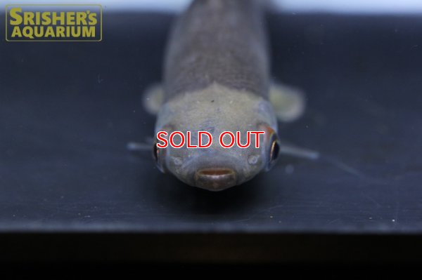 画像6: リシオダス　アルゲンティオフスカス