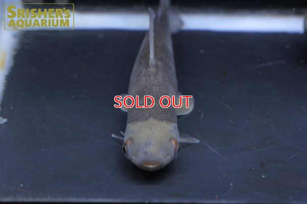 画像4: リシオダス　アルゲンティオフスカス