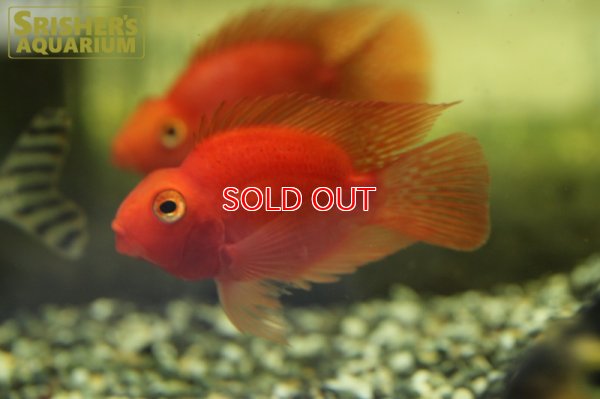 画像1: パープルパロット