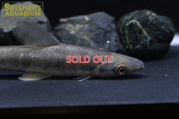 画像3: リシオダス　アルゲンティオフスカス