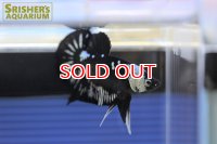 ベタ　ハーフムーンプラガット　サムライ　オス