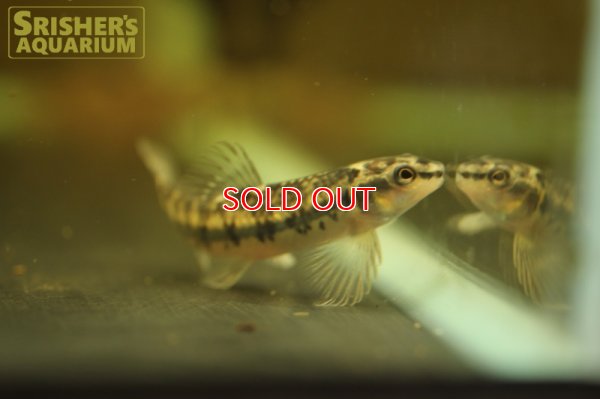 画像4: マーブルバタフライダータテトラ　