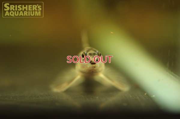 画像7: マーブルバタフライダータテトラ　