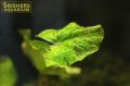 水草 タイガーロータス グリーン（１株）