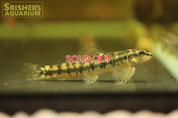 画像3: マーブルバタフライダータテトラ　