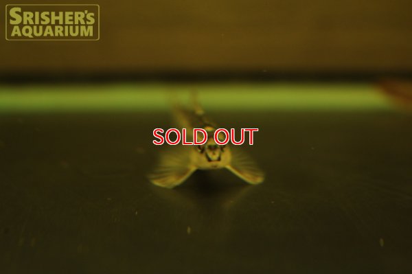 画像6: マーブルバタフライダータテトラ　