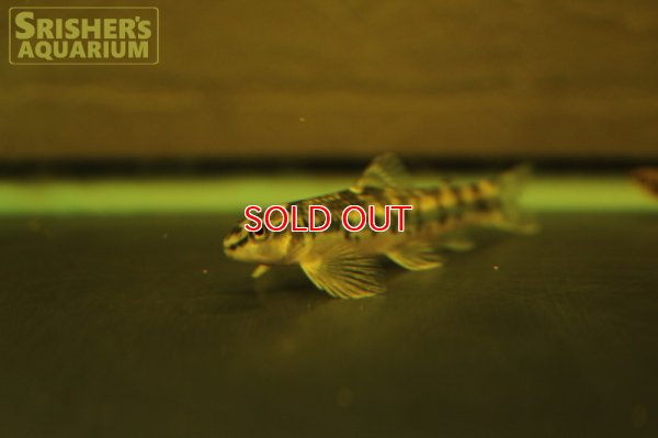 画像5: マーブルバタフライダータテトラ　