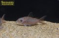 コリドラス パンタナルエンシス（ブリード）