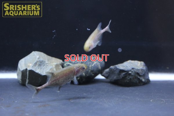 画像4: ポリミルス　アドスペルスス（ナイジェリア）