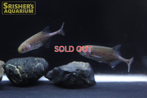 画像5: ポリミルス　アドスペルスス（ナイジェリア）