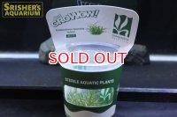 水草 エキノドルス テネルス MICRO GROWOW