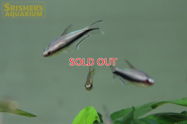 画像5: レインボーテトラ WILD