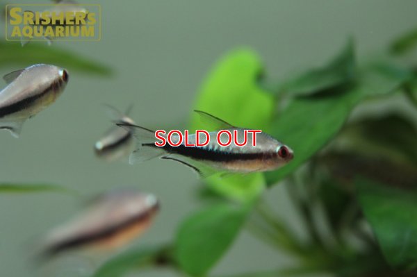 画像4: レインボーテトラ WILD