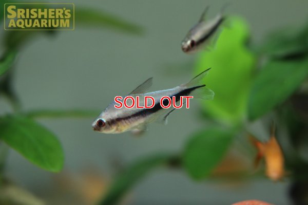 画像3: レインボーテトラ WILD