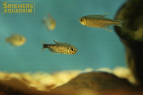 画像6: ハイフェソブリコン　ネゴダグア