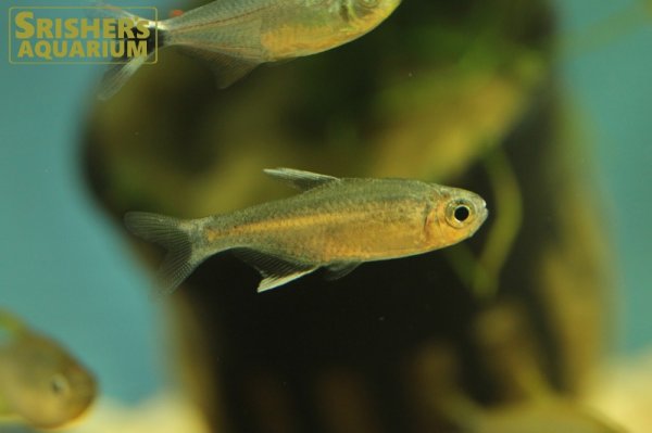 画像4: ハイフェソブリコン　ネゴダグア