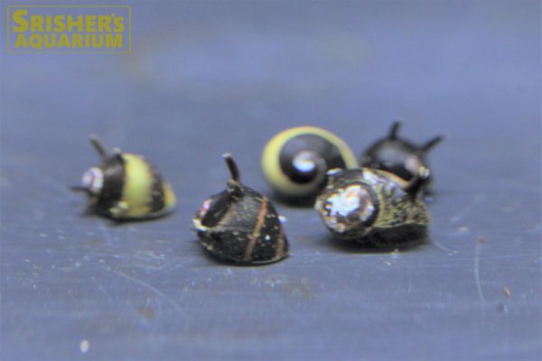 画像1: カラーサザエイシマキガイ（イガカノコカイ）