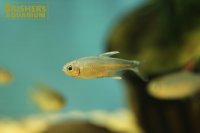 ハイフェソブリコン　ネゴダグア
