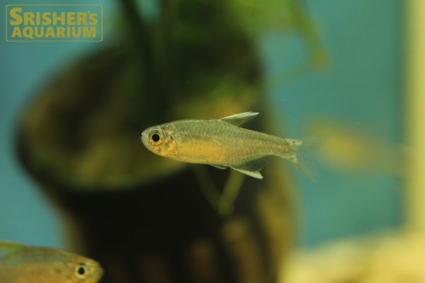 画像5: ハイフェソブリコン　ネゴダグア