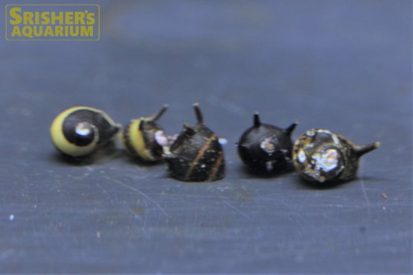 画像2: カラーサザエイシマキガイ（イガカノコカイ）