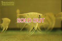 デュメリリエンゼル WILD