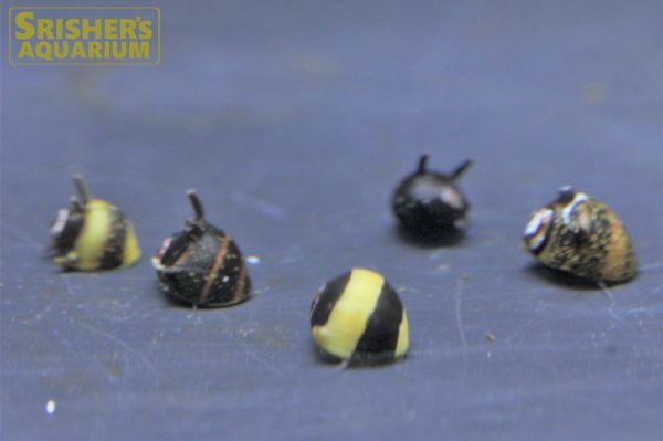 画像3: カラーサザエイシマキガイ（イガカノコカイ）