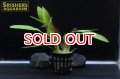 水草 エキノドルス ルビン AL POT