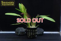 水草 エキノドルス ルビン AL POT