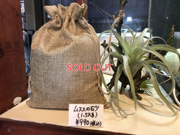 画像1: ムススの砂ｘ１袋(1.5kg)【店長オリジナル商品】