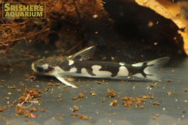 画像3: ホルスタインタティア