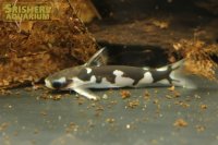 ホルスタインタティア