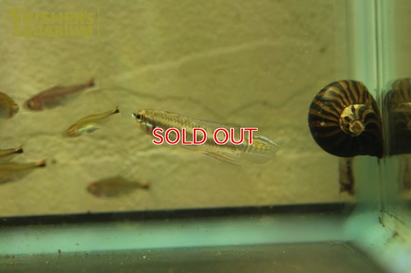 画像4: タエニアカラ　カンディティ WILD (ペア)