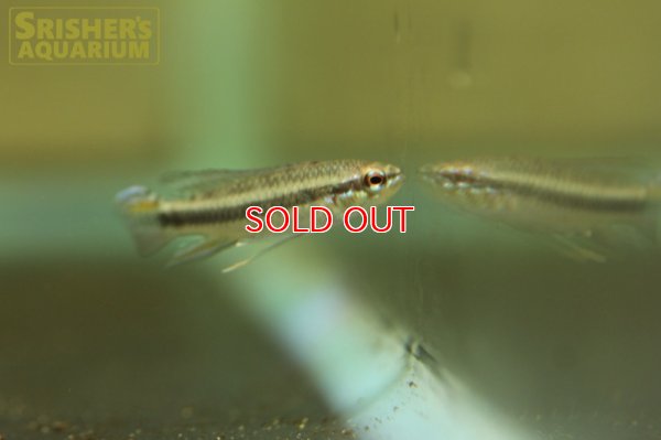 画像3: タエニアカラ　カンディティ WILD (ペア)