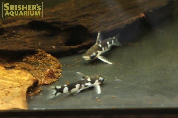 画像4: ホルスタインタティア