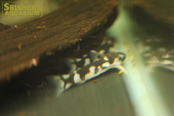 画像5: ホルスタインタティア