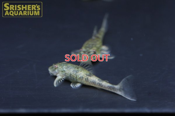 画像3: パラオトシン　バヒエンシス