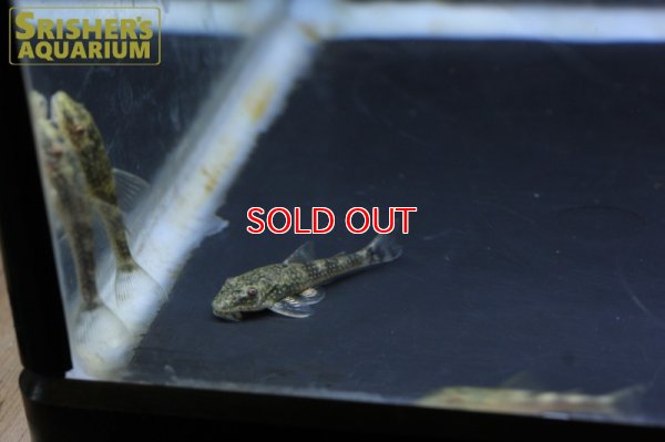 画像4: パラオトシン　バヒエンシス