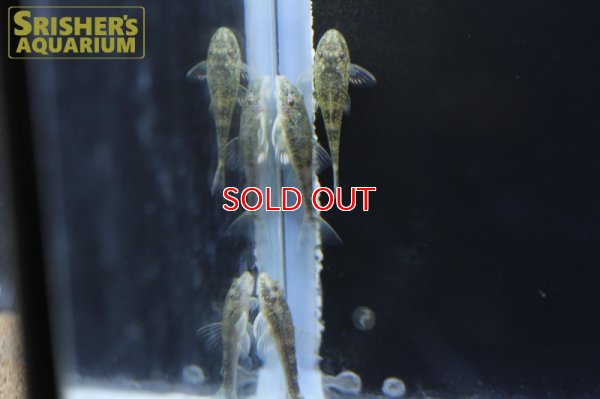 画像5: パラオトシン　バヒエンシス