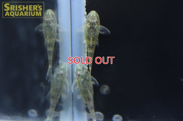 画像6: パラオトシン　バヒエンシス