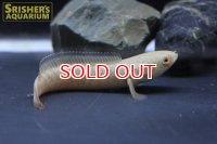 ドワーフスネークヘッド　”ベンガルオレンジ”