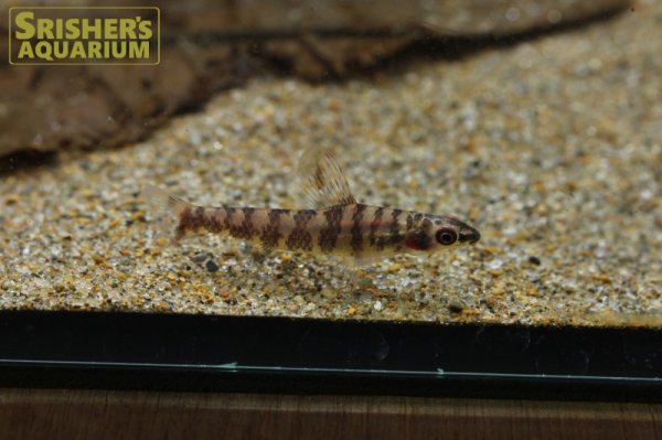 画像1: アフリカンダータテトラ（コンゴ）