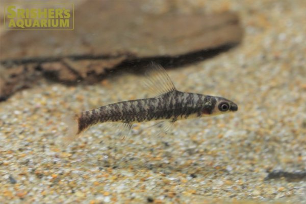 画像2: アフリカンダータテトラ（コンゴ）