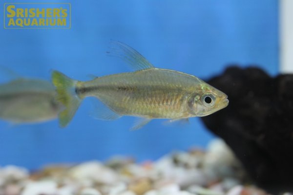 画像1: レッドテールサファイアコンゴテトラ（ペア）