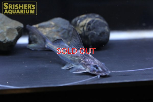 画像3: ハイフィンブルーバックキャット(ペルー)