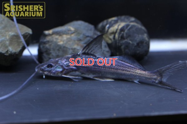 画像6: ハイフィンブルーバックキャット(ペルー)