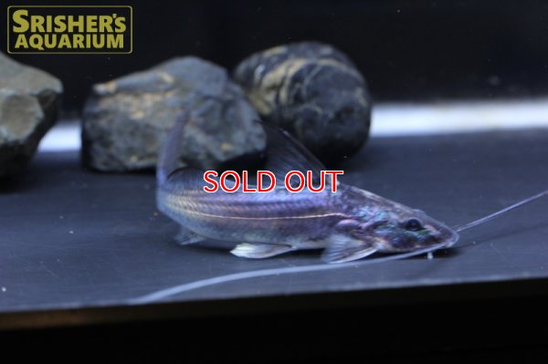 画像4: ハイフィンブルーバックキャット(ペルー)