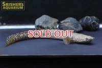 ポリプテルス 　オルナティピンニス　ワイルド（２０ｃｍ）