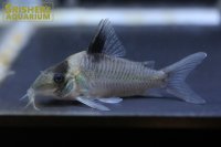 コリドラス　アマンダジャネア