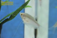 シルバーグラミー